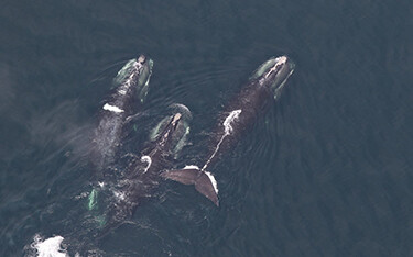 Right whales.