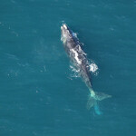 The right whale known as "Argo" entangled with Canadian lobster fishing gear.