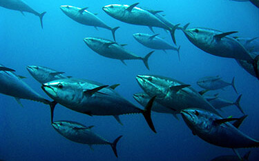School of bluefun tuna
