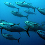 School of bluefun tuna