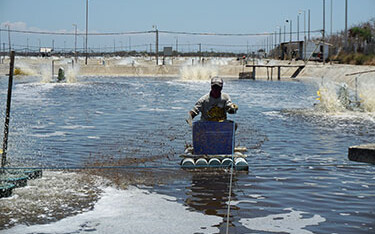 A shrimp farm in Indonesia.