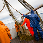 Commercial fishermen at work in Japan.