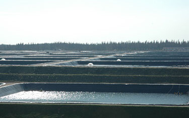 Guolian shrimp farms.
