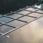 An open-net pen salmon farm in the Discovery Islands.
