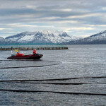 Cermaq and Folla Alger's new ocean-based combined salmon and kelp farm