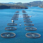 Tassal Group net pens