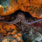 A Florida spiny lobster.