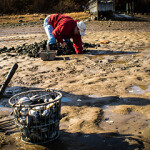 A Maine clam harvester.