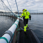 A Norcod worker inspecting a net pen at the company's farming site.