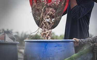 Farmed shrimp being sorted.