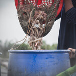 Farmed shrimp being sorted.