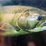A salmon swimming in a river.