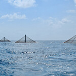 A grid of Innovasea's SeaStation pens on the open ocean.