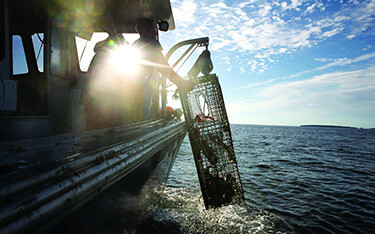 A Maine lobster fisherman retrieves a trap.