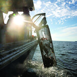 A Maine lobster fisherman retrieves a trap.