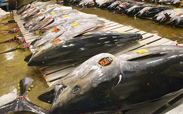 Oma tuna at an auction