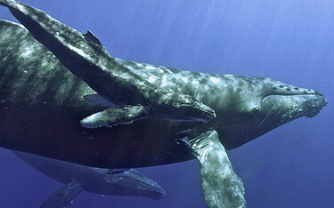 A humpback whale and calf.