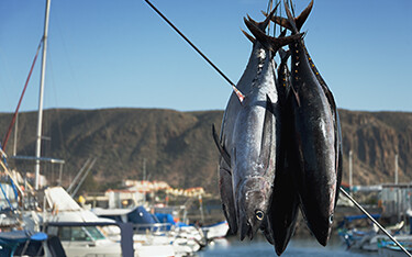 Tuna hanging in a port