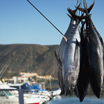 Tuna hanging in a port