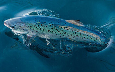 A fish being grown by Andfjord Salmon.
