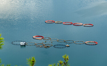 Trout production facilities in Turkey.