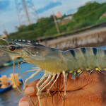 A black tiger shrimp grown by Zeal Aqua.