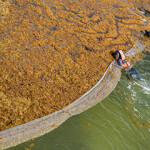 Playa del Carmen, Mexico seaweed Sargassum