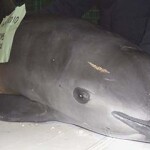 A deceased vaquita.