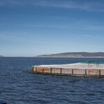 A Scottish salmon aquaculture pen.