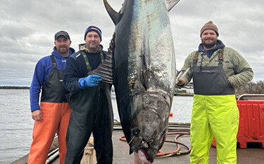 One Tuna fishermen pose with a large Atlantic bluefin tuna they landed.