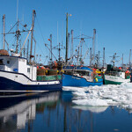 Snow crab boats in Newfoundland and Labrador