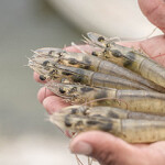 A person holding a handful of shrimp in Ecuador.