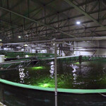 The interior of Salmones Austral's new salmon RAS.