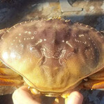 A Dungeness crab.