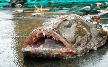 A monkfish.