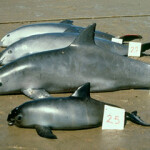 Vaquita from a photo from the 1970s.