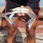 An Indonesian fisher holding a blue swimming crab.