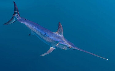 A swordfish in California.