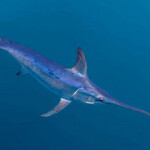 A swordfish in California.