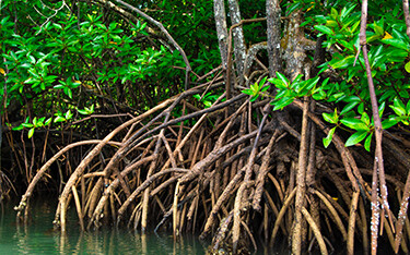Mangrove trees along the coast.