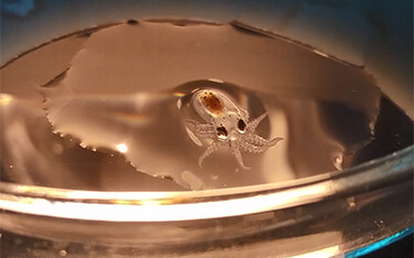 A small baby octopus in a glass device