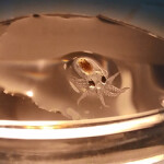 A baby octopus being raised by Nueva Pescanova.