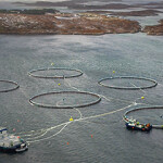 A set of Norcod net pens