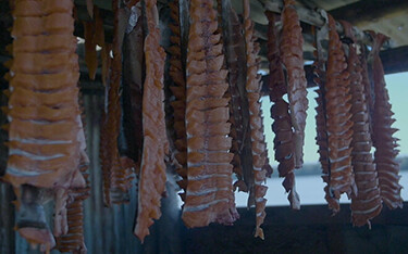 Chum salmon hang in a smokehouse.