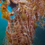 Fishing gear in the water