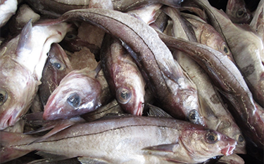 Gulf of Maine haddock