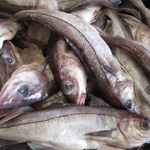 Gulf of Maine haddock