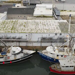 New Jersey herring fishing vessels.