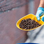 A worker holding a scoop full of aquaculture feed.