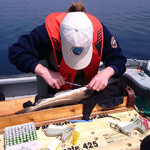 Acoustic tags being added to a northern cod as part of the Northern Cod fishery improvement project